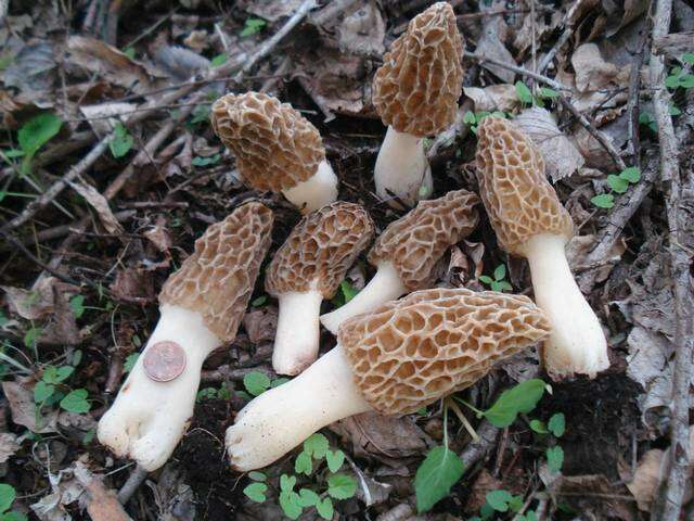 Image of Morchella americana Clowez & Matherly 2012