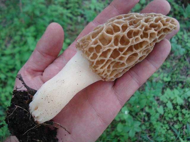 Plancia ëd Morchella americana Clowez & Matherly 2012