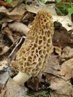 Plancia ëd Morchella americana Clowez & Matherly 2012