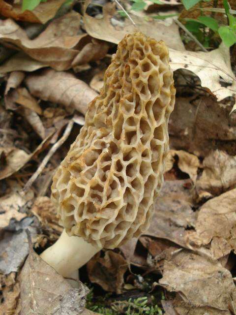 Plancia ëd Morchella americana Clowez & Matherly 2012