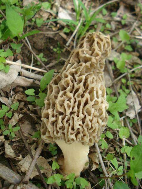 Plancia ëd Morchella americana Clowez & Matherly 2012