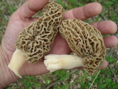 Image de Morchella americana Clowez & Matherly 2012