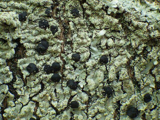 Image of pyxine lichen