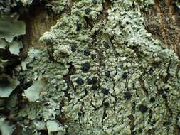 Image of pyxine lichen