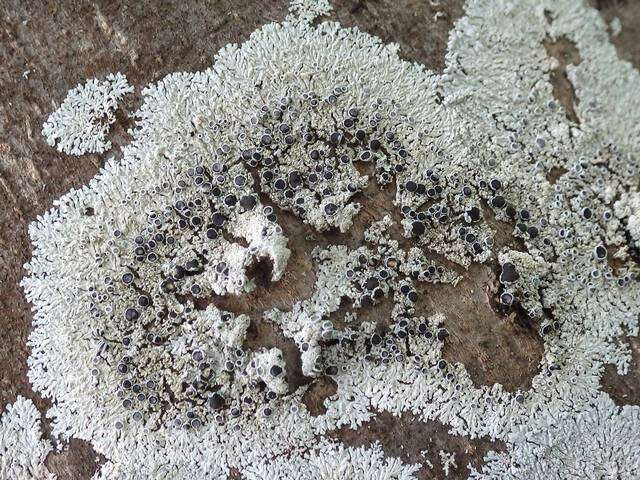 Image of Clemente's rosette lichen