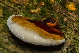 Image of Ganoderma