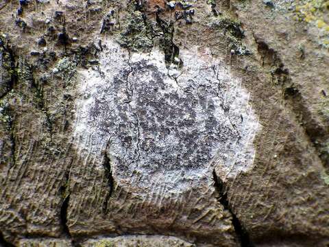 Image of dot lichen