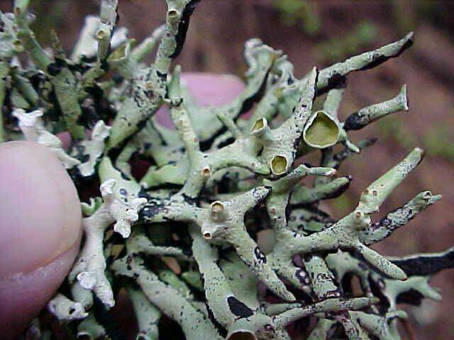 Image of Forked tube lichen