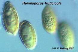 Image of Heimioporus