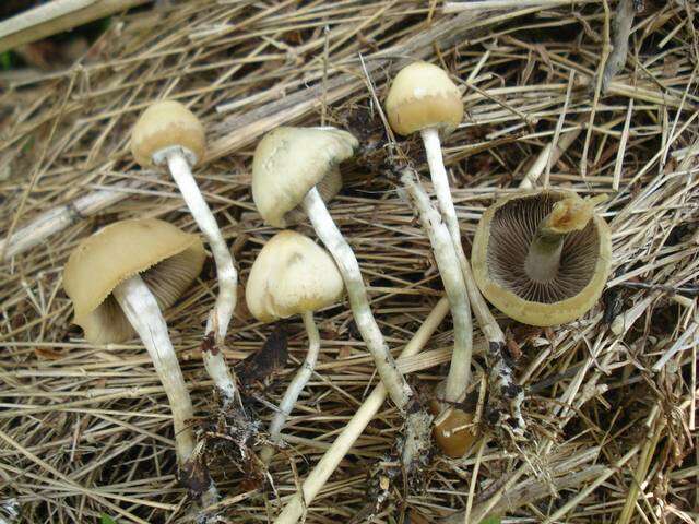 Image of Psilocybe ovoideocystidiata Guzmán & Gaines 2007