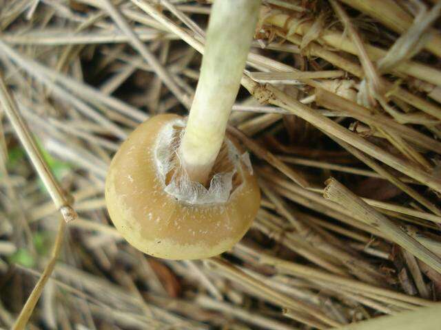 Image of Psilocybe ovoideocystidiata Guzmán & Gaines 2007