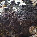 Collema subnigrescens Degel. resmi