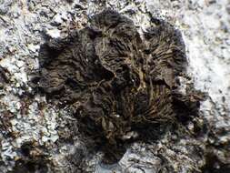 Collema furfuraceum (Arnold) Du Rietz resmi