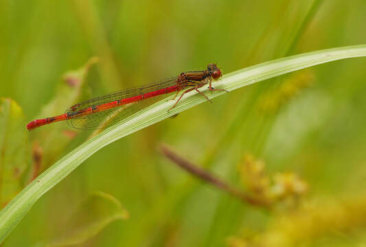 Image of small red damselfly