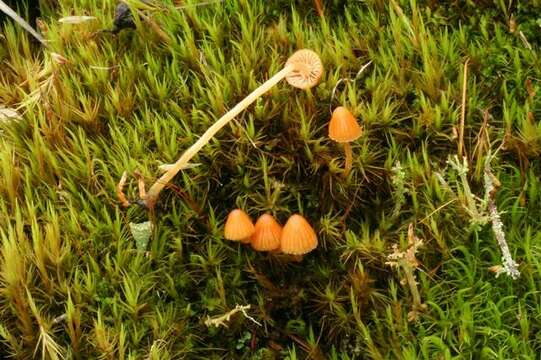 Image of Galerina evelata (Singer) A. H. Sm. & Singer 1964