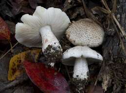 Image of Tricholoma huronense A. H. Sm. 1942