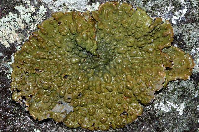 Image of Common toadskin lichen