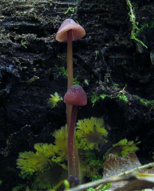 Plancia ëd Mycena sanguinolenta (Alb. & Schwein.) P. Kumm. 1871