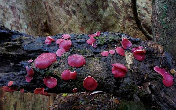 Image of Sarcoscyphaceae