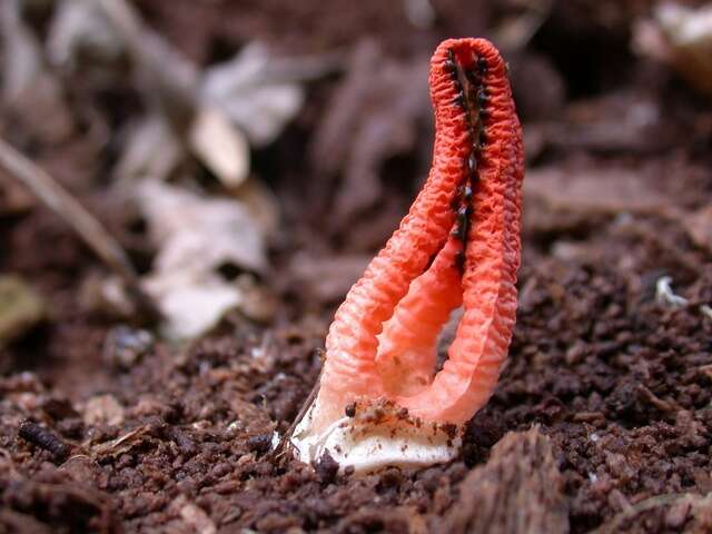 Image of stinkhorns