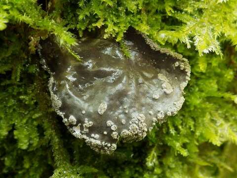 Image of spotted felt lichen