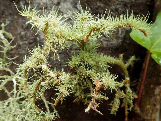 Image of beard lichen