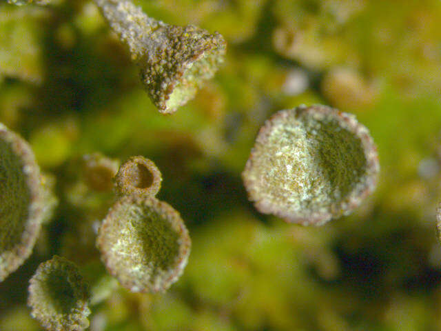 Image of Gray's cup lichen