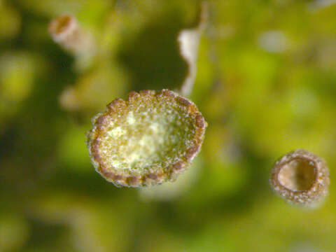 Image of Gray's cup lichen