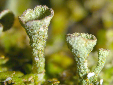 Image of Gray's cup lichen