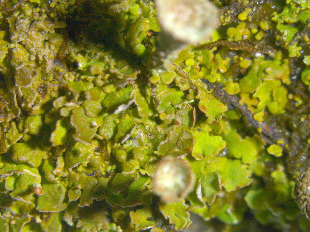 Image of Gray's cup lichen