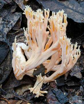 Image of Ramaria capitata Corner 1950