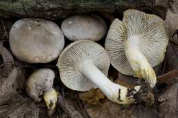 Image de Tricholoma (Fr.) Staude