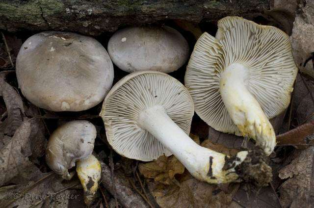 Image de Tricholoma (Fr.) Staude