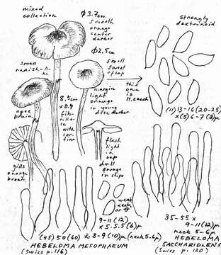 Image of Hebeloma sacchariolens Quél. 1880