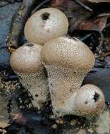 Imagem de Lycoperdon