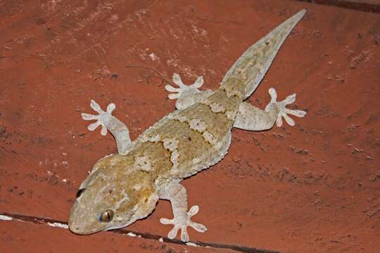 Image of African Wall Gecko