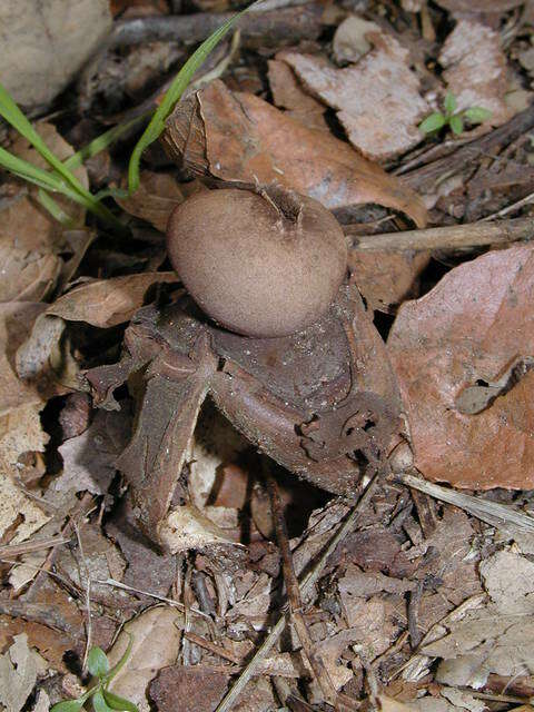 Imagem de Geastrum fornicatum (Huds.) Hook. 1821