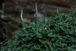 Слика од Cladonia ochrochlora Flörke