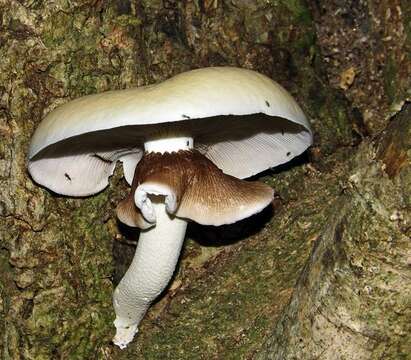 Image of Cyclocybe cylindracea (DC.) Vizzini & Angelini 2014