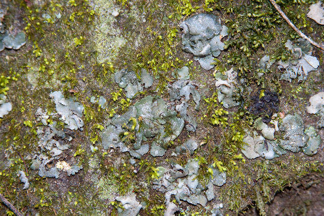 Image of Stippleback lichens