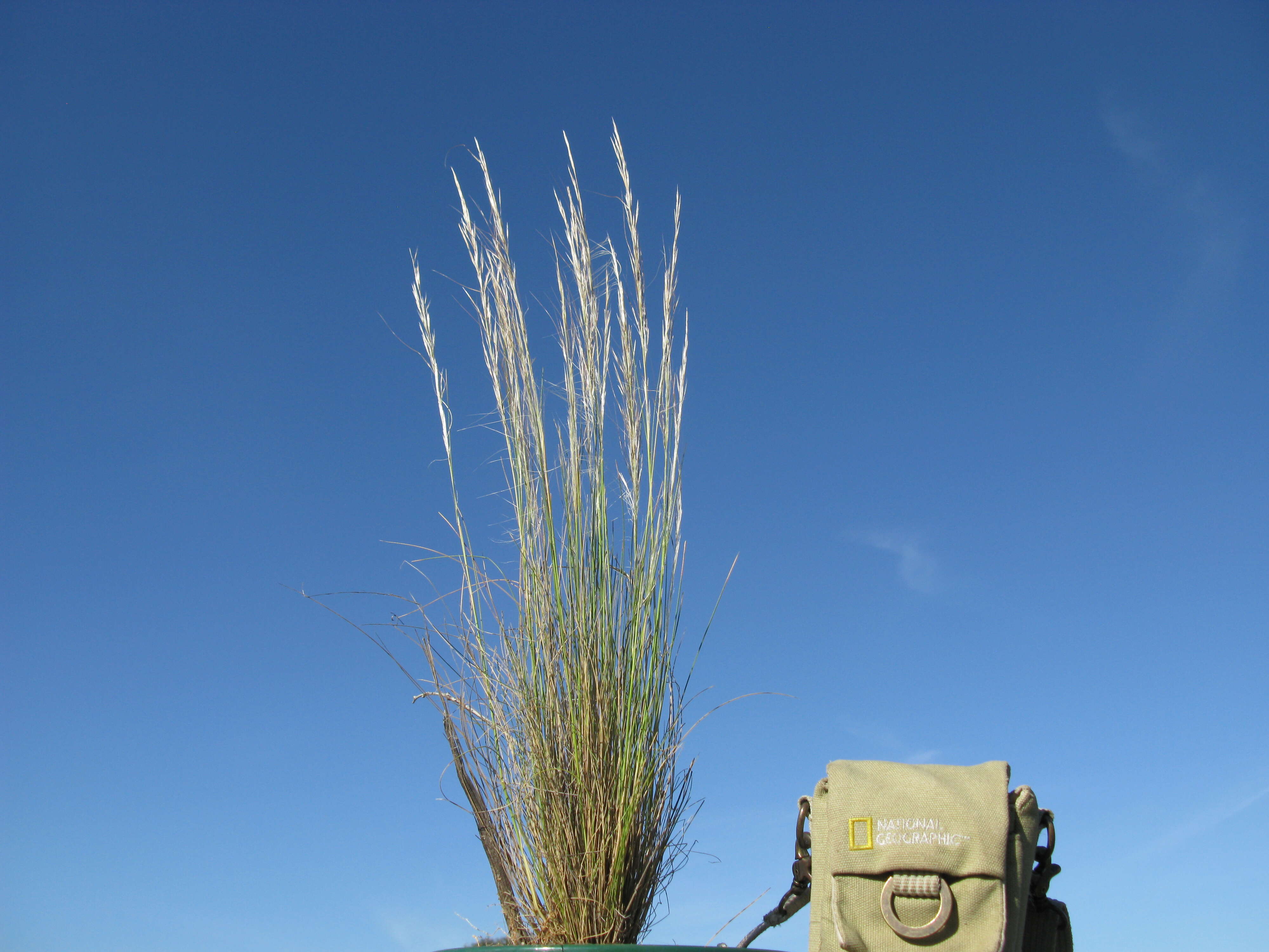 Image of Austrostipa scabra (Lindl.) S. W. L. Jacobs & J. Everett