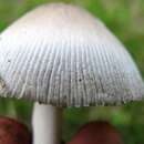 Image de <i>Amanita waterlooensis</i> Tulloss, Kudzma & P. G. Harv.