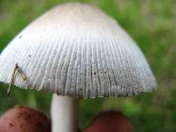 Image de <i>Amanita waterlooensis</i> Tulloss, Kudzma & P. G. Harv.