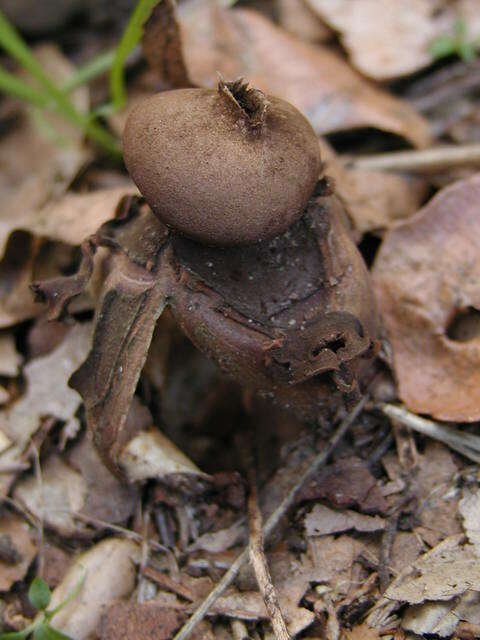 Imagem de Geastrum fornicatum (Huds.) Hook. 1821