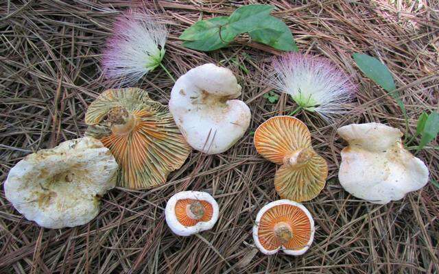 Слика од Lactarius salmoneus Peck 1898