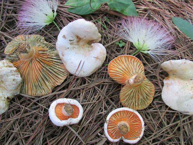 Image of Lactarius salmoneus Peck 1898