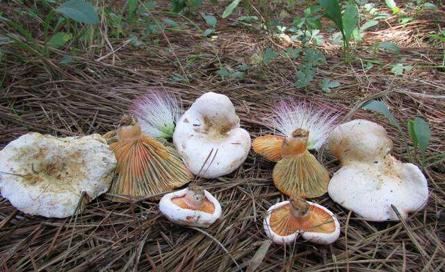 Sivun Lactarius salmoneus Peck 1898 kuva