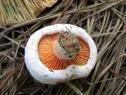 Image of Lactarius salmoneus Peck 1898