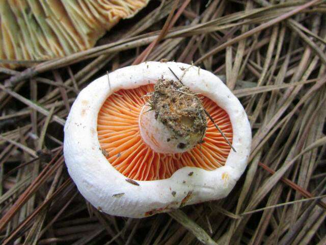 Слика од Lactarius salmoneus Peck 1898