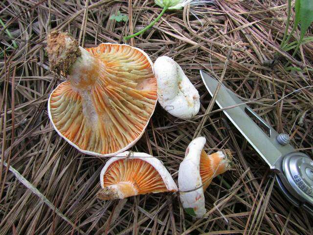 Image of Lactarius salmoneus Peck 1898